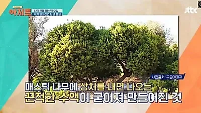 1년에 단 한 번 채취할 수 있다는 '매스틱 검 '화제' '신의 눈물'이라 불리는 이유는 무엇때문?