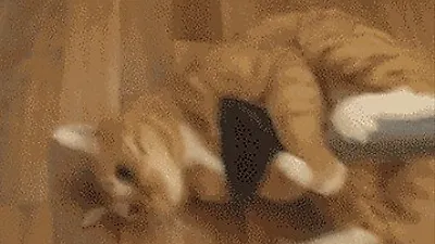 '우리집 고양이의 특기?'...집냥이 활용법