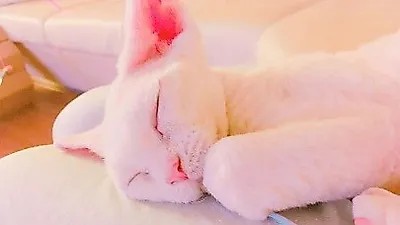 민효린 반려묘, 핑크 젤리 같은 모습
