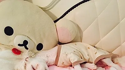 침대 위 기절하듯 잠든 샤넌 반려견