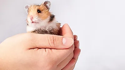햄스터 분양 전 익혀둘 돌보는 방법