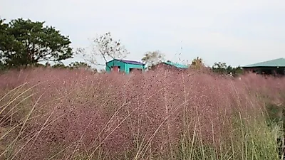 초겨울 제주도 가족여행 중 핑크뮬리를 즐길 카페를 찾는 다면 가볼만한 곳. 카페 글렌코 메종드 쁘띠푸르