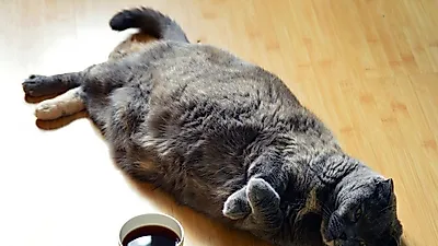 반려동물의 비만, 보호자의 인식과 체중감량 팁