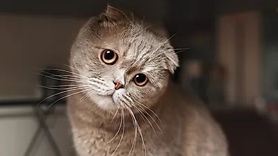 스코티시폴드, 살짝 접힌 귀가 사랑스러운 고양이