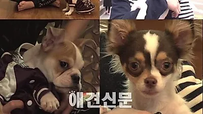 양요섭 애견 양갱이와 용준형 애견 형님이의 매력대결 화제..