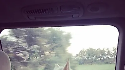 윤진서 반려견, 창 밖 바라보며 사색 잠겨 "궁금하다...궁금해"