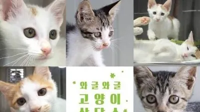 동물시민보호단체 카라, '와글와글 고양이 상담소' 개최