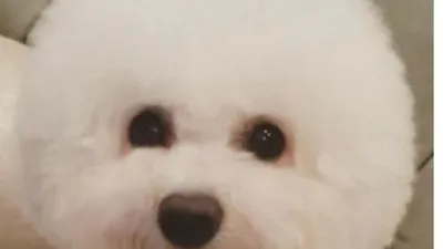 송혜교, 인형 같은 애완견 사진 '시선 집중'