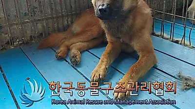 [사말입] 1살 믹스 男아 '불광동 산 7-1 인근'에서 발견