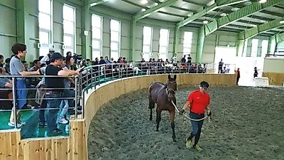 영천시, 국내 지자체 최초 승용마 경매시장 개최…200여명 참여