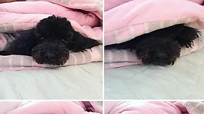 최윤영, 장난기 가득한 반려견 포착 "콩이는 어디에?"