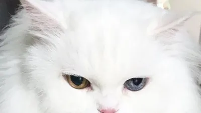 아이비 반려묘 '몽이', 신비로운 오드아이