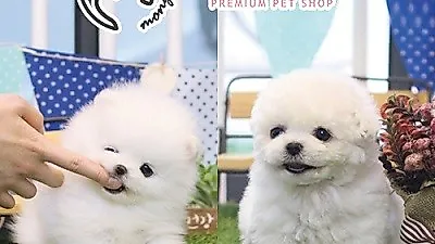 애견분양 전문 '베이비몽', "비숑프리제와 포메라니안 강아지 제대로 알고 분양 받아야"