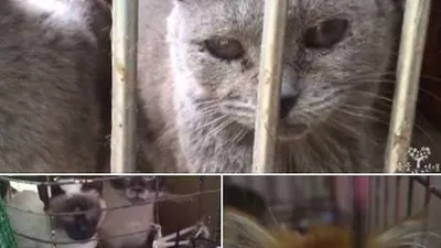 동물자유연대, 불법 번식장 '고양이 공장'서 7마리 긴급 구조