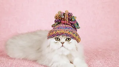 고양이도 패셔너블해지자! 고양이 털로 뜬 모자 인기