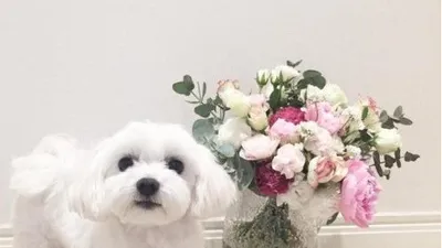 루나와 반려견,사랑스러운 일상