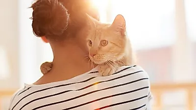 고양이는 애정 부족? 아기나 반려견처럼 보호자와 동일한 유대감 형성해