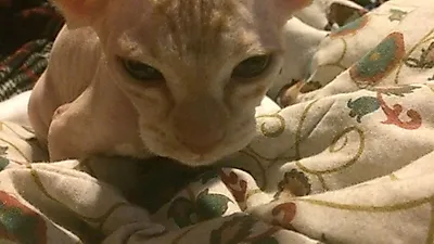 아기 고양이 털 강제로 '빡빡' 밀고 스핑크스로 속여 팔아