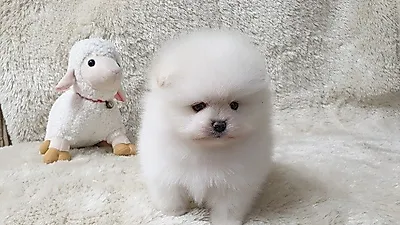 광주 펫왕국, '명품애견' 분양은 전문성이 중요