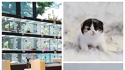 부산고양이, 강아지분양 전문 "미유펫" 책임 보상제, 미용케어, 호텔링 지원 등 각종 혜택 제공해