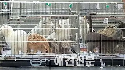 동물보호시민단체 카라, 전국 번식장 지도 만들기 진행.