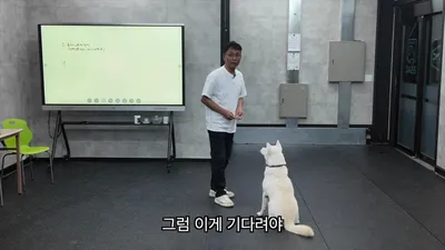반려견 산책 시 좌절감 줄이려면 '집에서 하는 홈트 훈련'이 필수인 이유