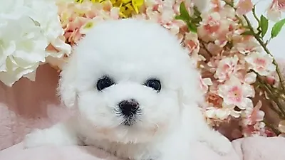 시흥강아지분양 전문업체 펫피니스 애견 20~50% 할인이벤트 진행중