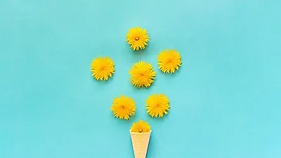 [간에좋은음식]  흔하게 볼수 있는 꽃 민들레  효능 이렇게 다양해?…  민들레뿌리차 외에도  민들레 먹는 방법 정리