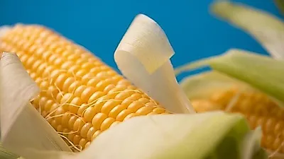 팝콘 옥수수는 따로 있다?…품종에 따라 달라지는 옥수수 먹는법
