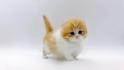 고양이 분양 업체 ‘제나캣’서 비대면 고양이 분양 서비스 제공