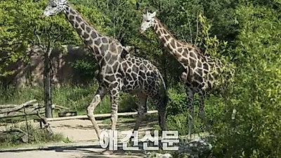 에버랜드 기린 부부의 은혼식 '훈훈'