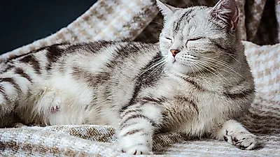 같은 배에서 나온 새끼 고양이 아빠가 여럿?..고양이 중복임신의 비밀