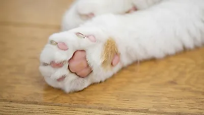 고양이는 발로 땀을 흘린다? 고양이 발에 숨겨진 9가지 비밀