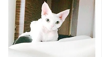 민효린 반려묘, 새하얀 천사같은 자태 뽐내 "쫑긋민집사는콜록"