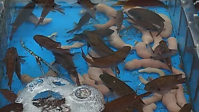 제주도 모슬포 맛집? '모슬포마라수산시장', 회포장 및 전국택배 가능
