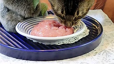 프리미엄 고양이 생식, 보양식의 중요성