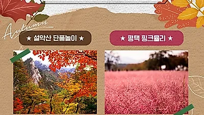 고코투어, 주말나들이 어디로? 단풍놀이? 핑크뮬리?