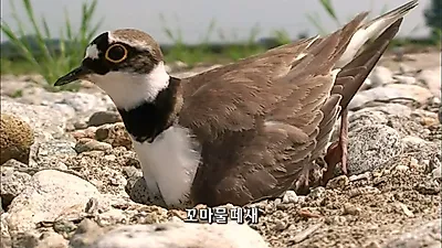 왕숙천의 생존 드라마, 덤불해오라기 위장술로 먹구렁이로부터 새끼 지켜내