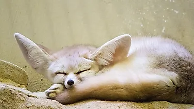 개와 고양이 말고? 이색 반려동물들