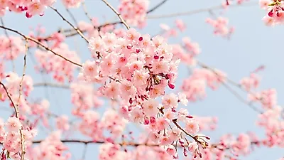 하동벚꽃축제, 벚꽃엔딩이 끝나기 전에 출발