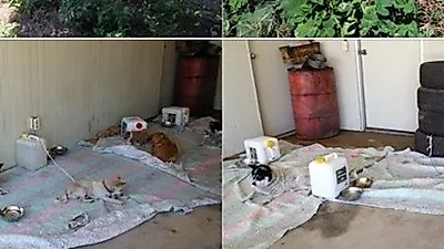 수술 실습용으로 유기견 이용한 유기견보호소 전 소장 발각