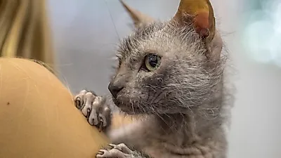 노란 눈의 늑대인간 고양이, 라이코이