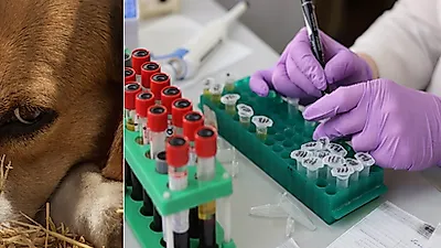 오는 28일 '동물대체시험법의 최신 지견' 관한 국제 학술대회 온라인 개최