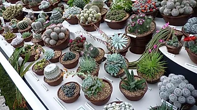 다육 식물로 쉽고 즐거운 원예 활동 시작하기
