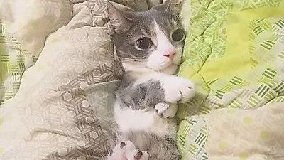 박민지 반려묘 루디, 인형 같은 자태 "귀여워서 쥬금"