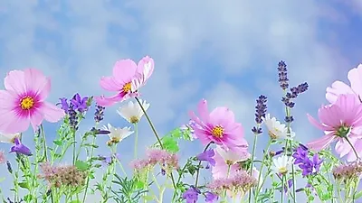 코스모스 약재로 쓸 때는 '이것' 으로 불린다?..효능 제대로 느끼기 위해 집에서 코스모스 꽃차 만드는 법까지!