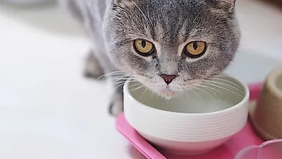 '목이 말라요' 모르고 넘어가는 고양이 탈수증
