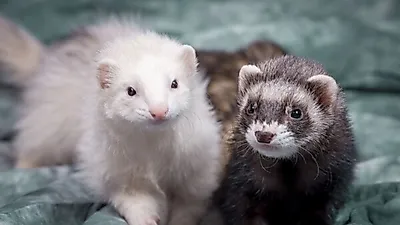 귀여운 페럿, 먹이지 말아야 할 음식이 있다?