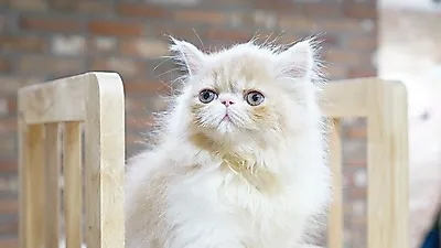 '블리스캣' 고양이 분양 더블 50%할인 이벤트 진행