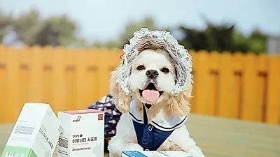 강아지,고양이 영양제 브랜드 안아펫, 6월 여름맞이 더블 세일 진행 중